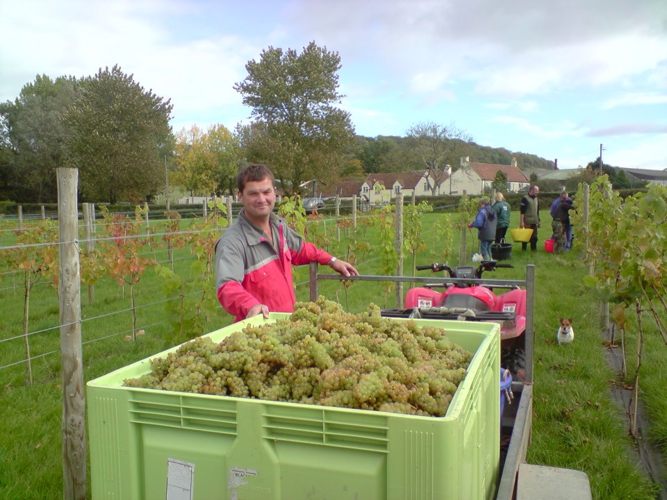 Picking grapes at Aldwick estate vineyard